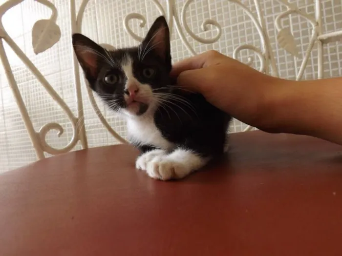 Gato ra a SRD idade  nome Gatinhos lindos machos