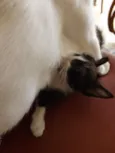 Gatinhos lindos machos