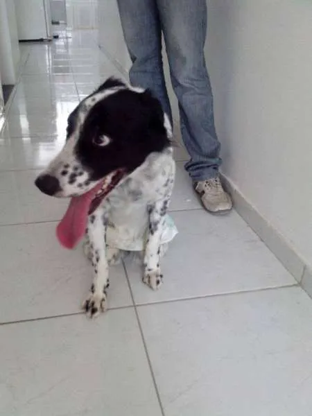 Cachorro raça border collie idade 4 anos nome Fred