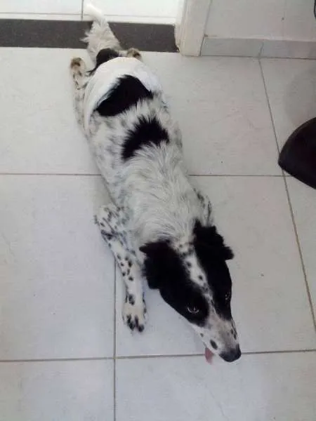 Cachorro raça border collie idade 4 anos nome Fred