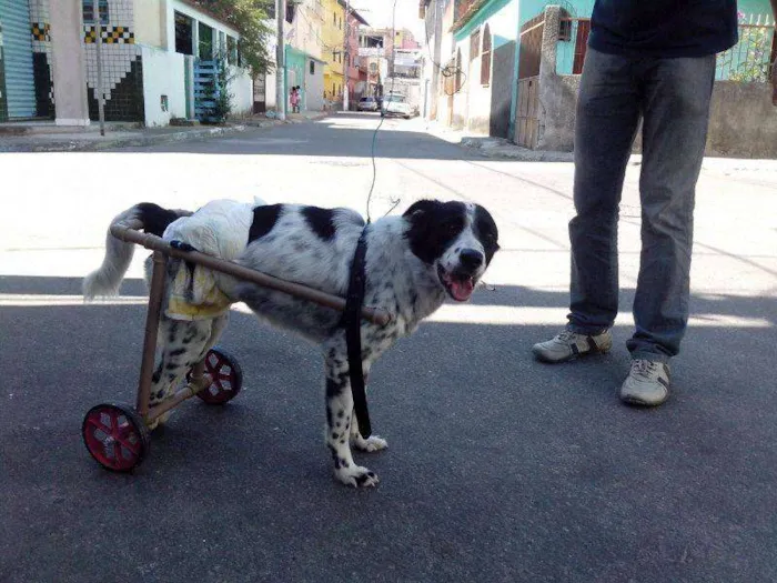 Cachorro raça border collie idade 4 anos nome Fred