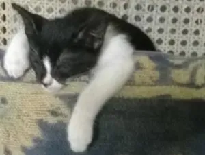 Gato raça Srd idade Abaixo de 2 meses nome Frajola