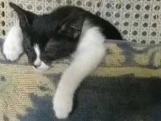 Gato ra a Srd idade Abaixo de 2 meses nome Frajola