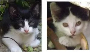 Gato raça SRD idade  nome Gatinhos lindos machos