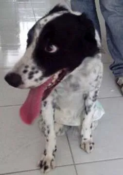 Cachorro raça border collie idade 4 anos nome Fred