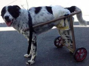 Cachorro raça border collie idade 4 anos nome Fred