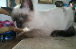 Gato raça Siames idade 2 a 6 meses nome Bonitao