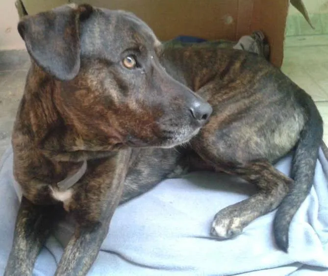 Cachorro ra a Fila idade 1 ano nome Feroz