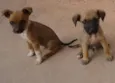 pretinha,tina e dino