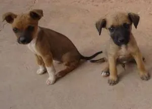 Cachorro raça vira lata idade 2 a 6 meses nome pretinha,tina e dino