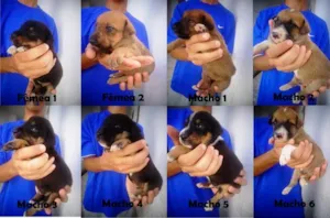 Cachorro raça Sem raça definida idade 7 a 11 meses nome Não tem