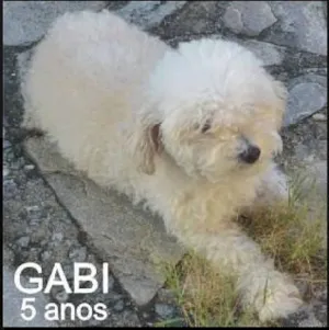 Cachorro raça Poodle idade 5 anos nome Gabi GRATIFICA