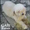 Cachorro raça Poodle idade 5 anos nome Gabi GRATIFICA