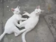 Gatinhos