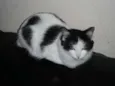 Frajola