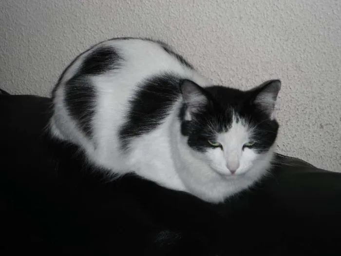 Gato raça SRD idade 2 anos nome Frajola