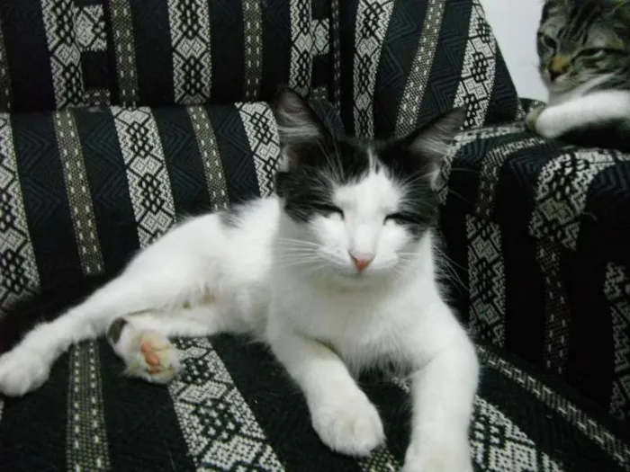 Gato raça SRD idade 2 anos nome Frajola