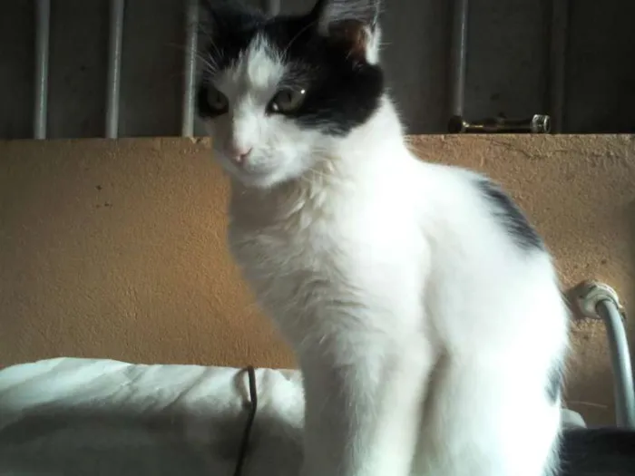 Gato raça SRD idade 2 anos nome Frajola