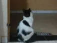 Frajola