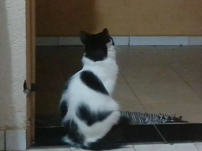 Gato raça SRD idade 2 anos nome Frajola