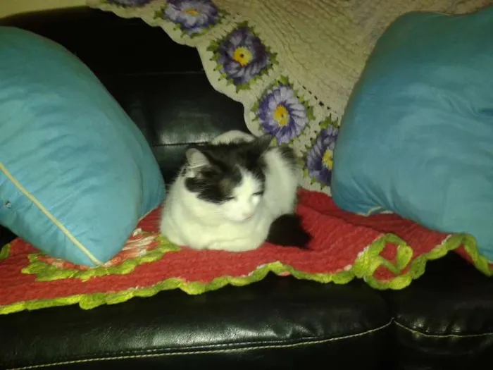Gato raça SRD idade 2 anos nome Frajola
