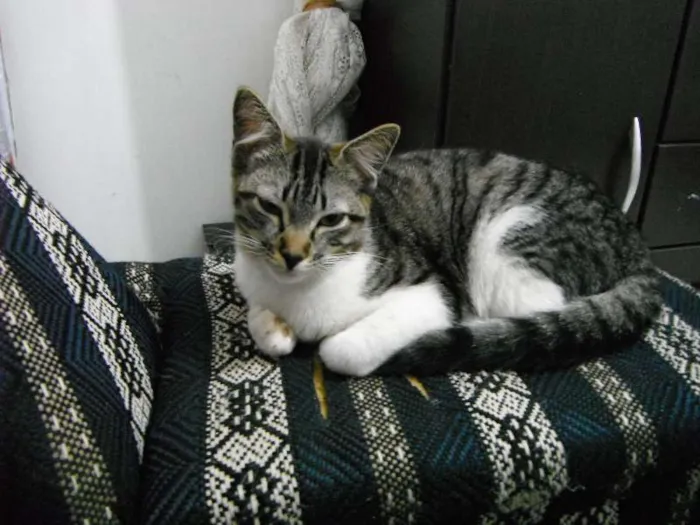 Gato raça SRD idade 2 anos nome Mimim