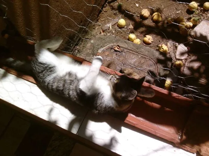 Gato raça SRD idade 2 anos nome Mimim
