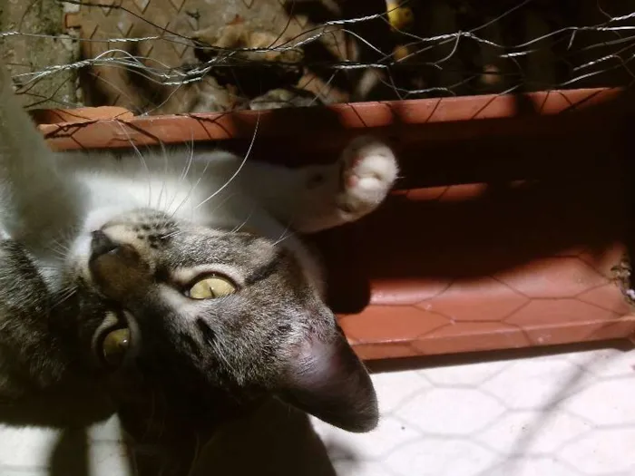 Gato raça SRD idade 2 anos nome Mimim