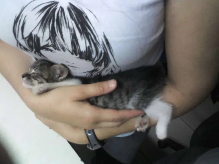 Gato raça SRD idade 2 anos nome Mimim
