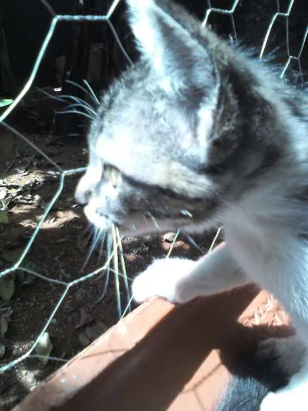 Gato raça SRD idade 2 anos nome Mimim