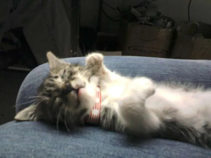 Gato raça SRD idade 2 anos nome Mimim