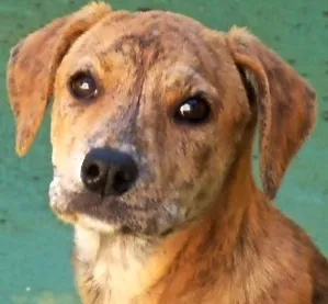 Cachorro raça SRD idade 7 a 11 meses nome MAILA