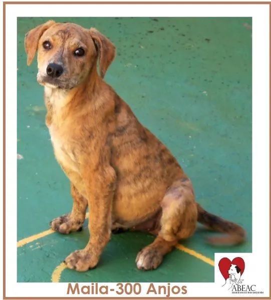 Cachorro ra a SRD idade 7 a 11 meses nome MAILA