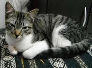 Gato raça SRD idade 2 anos nome Mimim