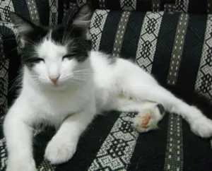 Gato raça SRD idade 2 anos nome Frajola