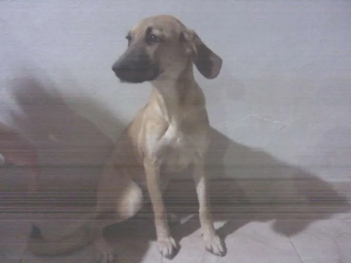 Cachorro ra a SRD idade 2 a 6 meses nome Dalila