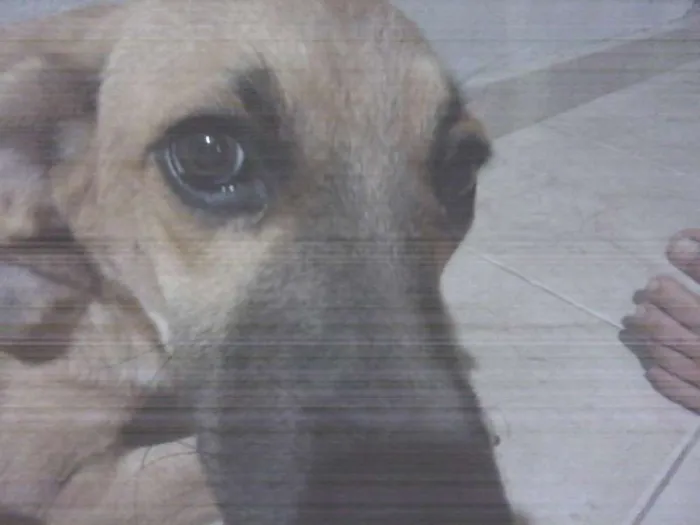 Cachorro ra a SRD idade 2 a 6 meses nome Dalila