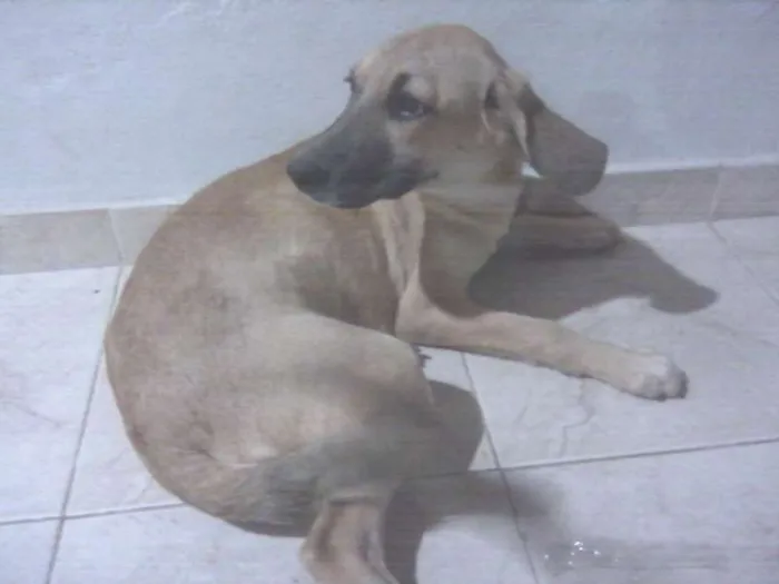 Cachorro ra a SRD idade 2 a 6 meses nome Dalila