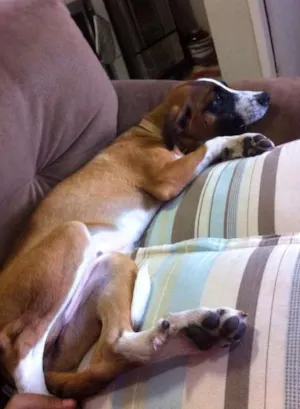 Cachorro raça Vira-lata idade 2 a 6 meses nome Mihaila