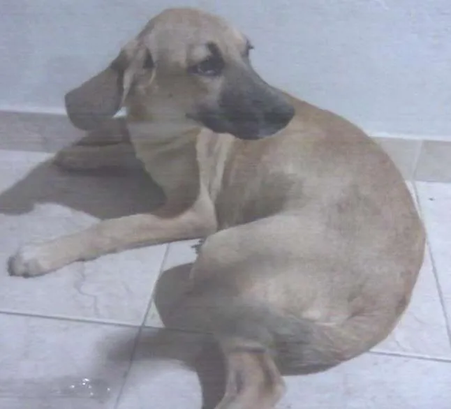 Cachorro ra a SRD idade 2 a 6 meses nome Dalila
