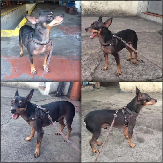 Cachorro ra a Pinscher idade 2 anos nome Sem Nome
