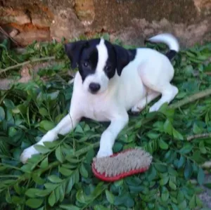 Cachorro raça SRD idade 2 a 6 meses nome PANDA