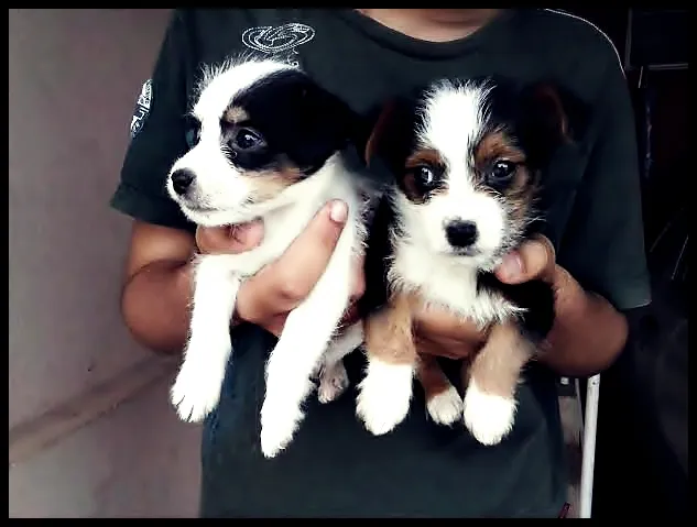 Cachorro ra a Poodle idade Abaixo de 2 meses nome sem nome