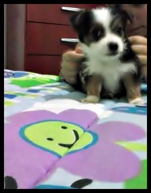 Cachorro ra a Poodle idade Abaixo de 2 meses nome sem nome