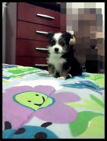 Cachorro ra a Poodle idade Abaixo de 2 meses nome sem nome