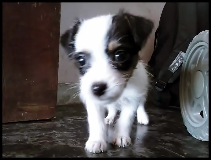 Cachorro ra a Poodle idade Abaixo de 2 meses nome sem nome