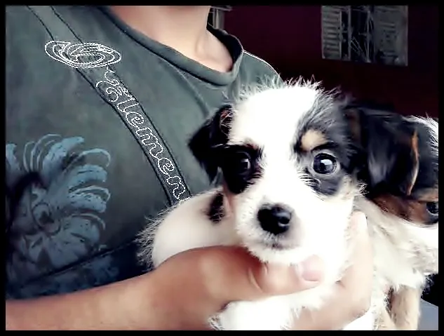 Cachorro ra a Poodle idade Abaixo de 2 meses nome sem nome