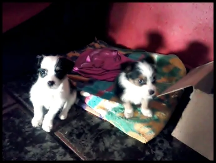 Cachorro ra a Poodle idade Abaixo de 2 meses nome sem nome