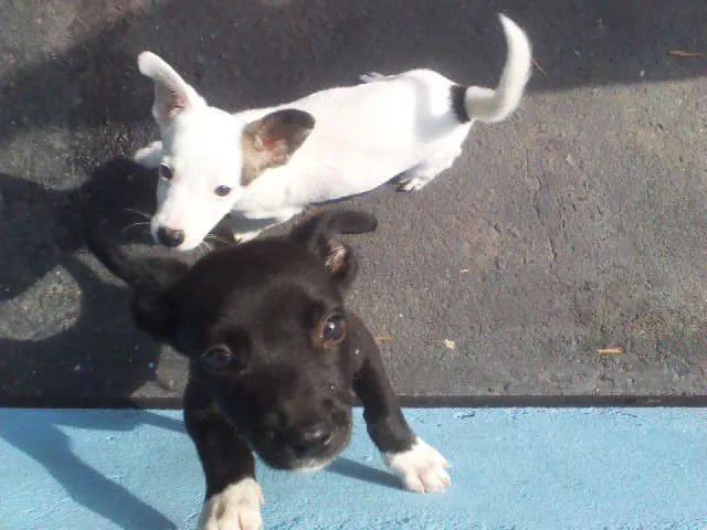 Cachorro ra a RAÇA NÃO DEFINIDA idade 2 a 6 meses nome Osama e Dark