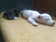 Osama e Dark